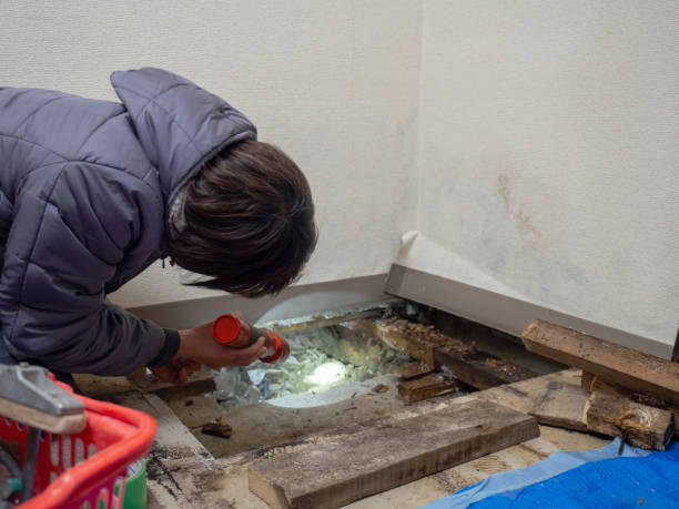 Best Environmental Consulting for Mold Prevention  in Willards, MD