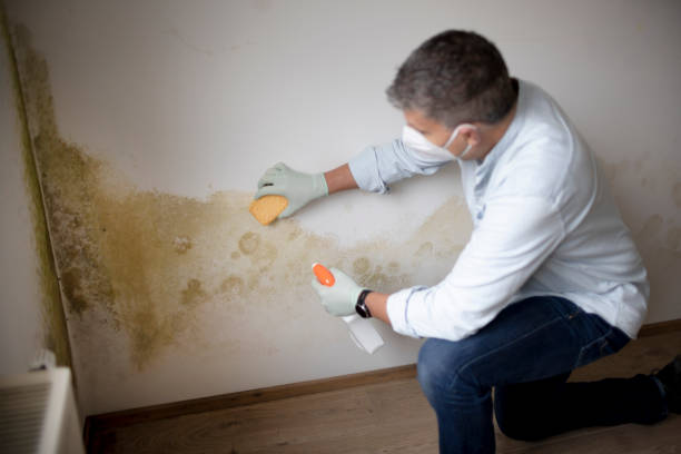 Best Residential Mold Inspection & Testing  in Willards, MD
