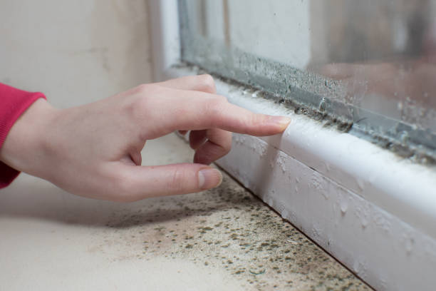 Best Indoor Air Quality Assessment  in Willards, MD