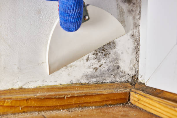 Best Black Mold Removal  in Willards, MD