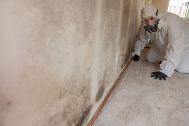  Willards, MD Mold Removal Pros
